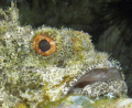   Bearded scorpionfish Scorpaenopsis barbataCat Island  